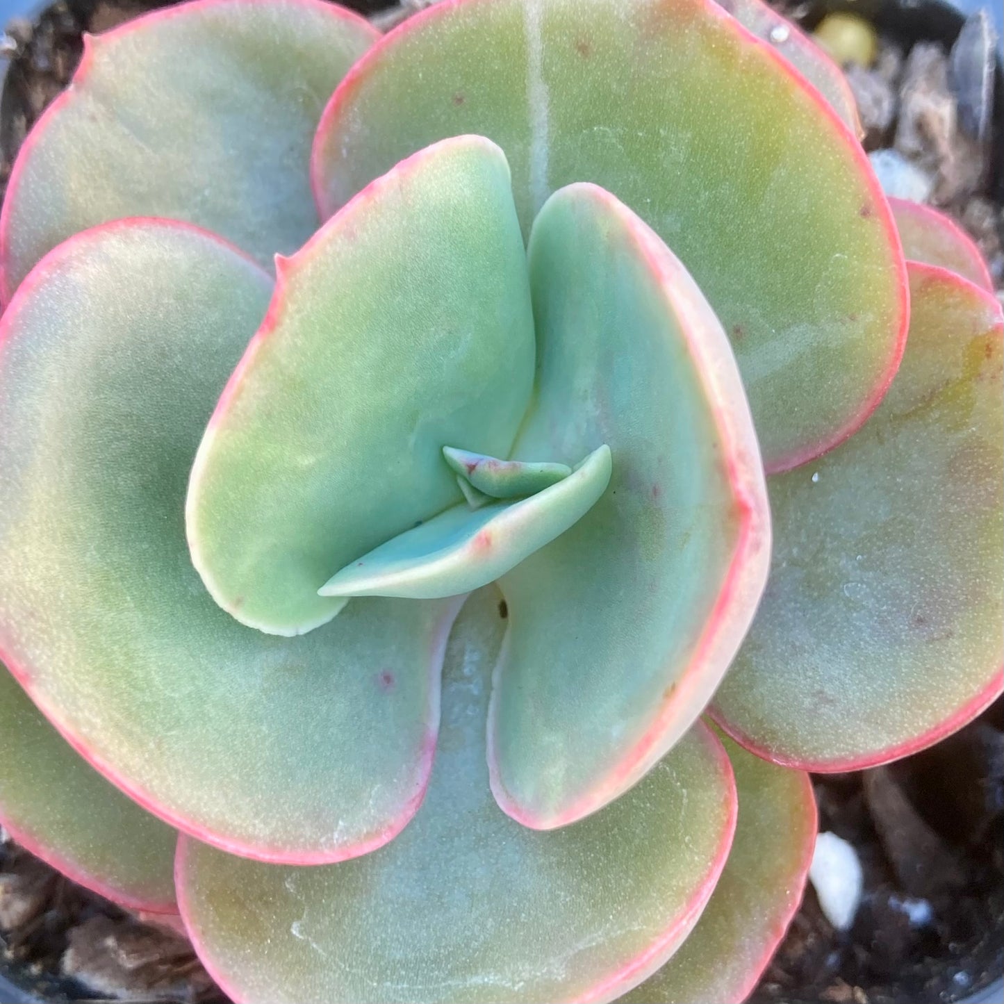 Echeveria Suyon