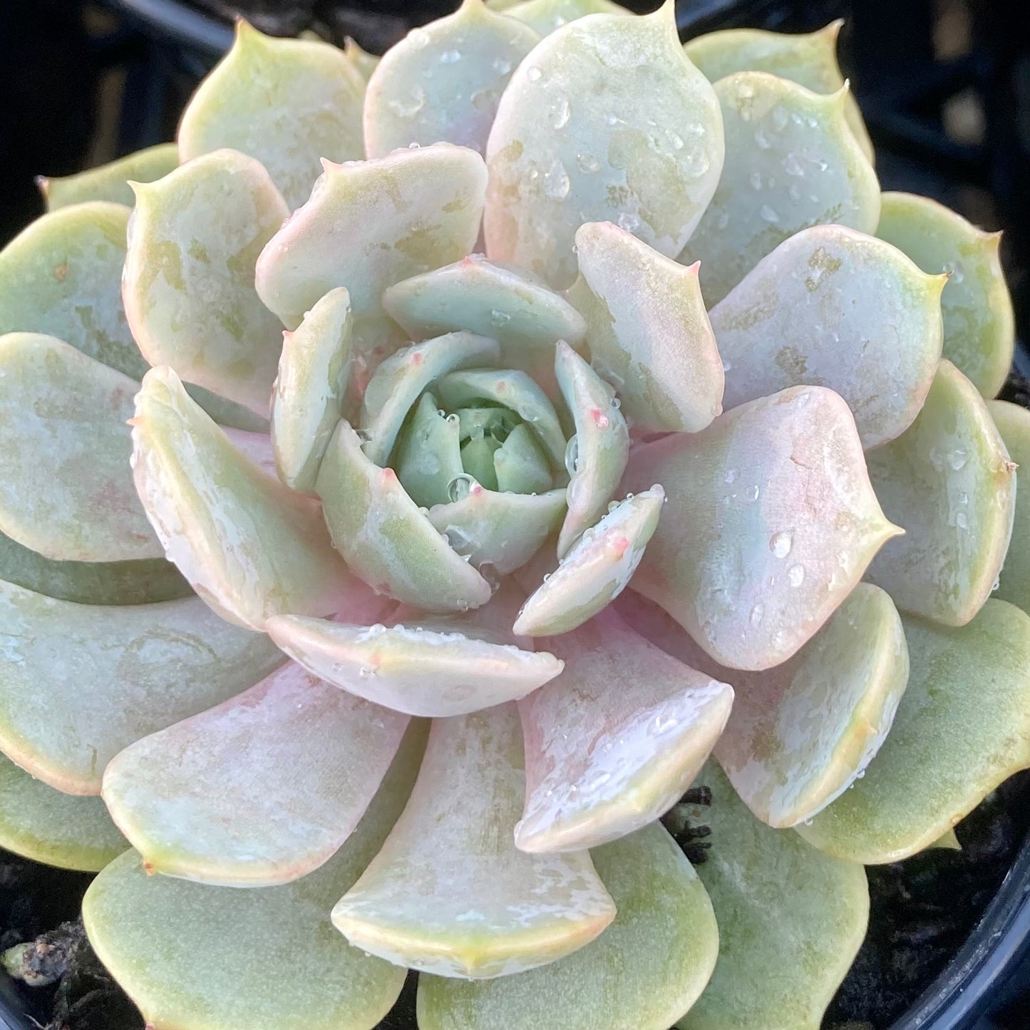 Echeveria Again