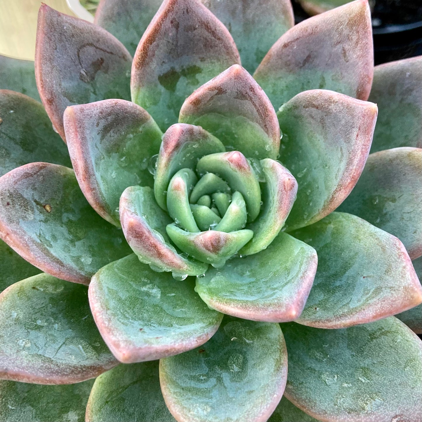 Echeveria affinis hybrid