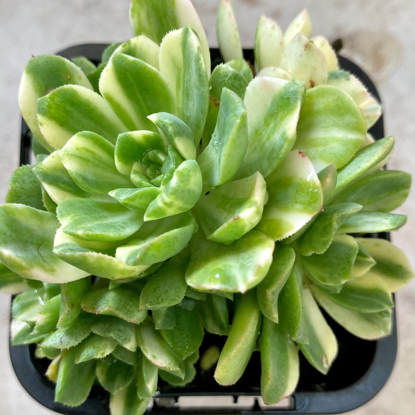 Aeonium suncap