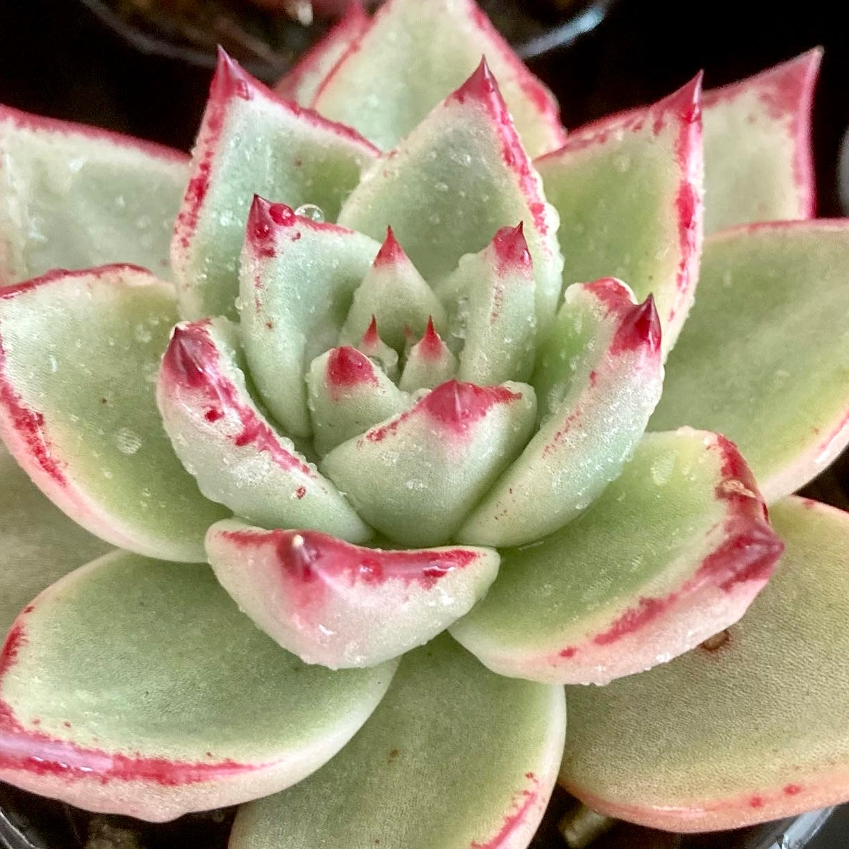 ebony succulent Echeveria agavoides Ebony hybrid – Succulent Planet