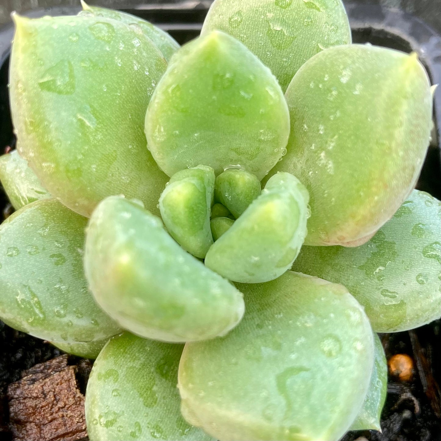 Pachyveria "Rough"