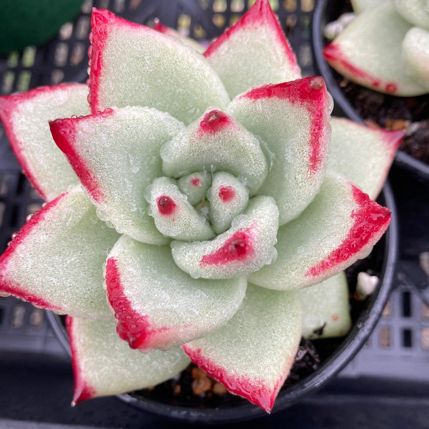 Echeveria agavoides Ebony hybrid