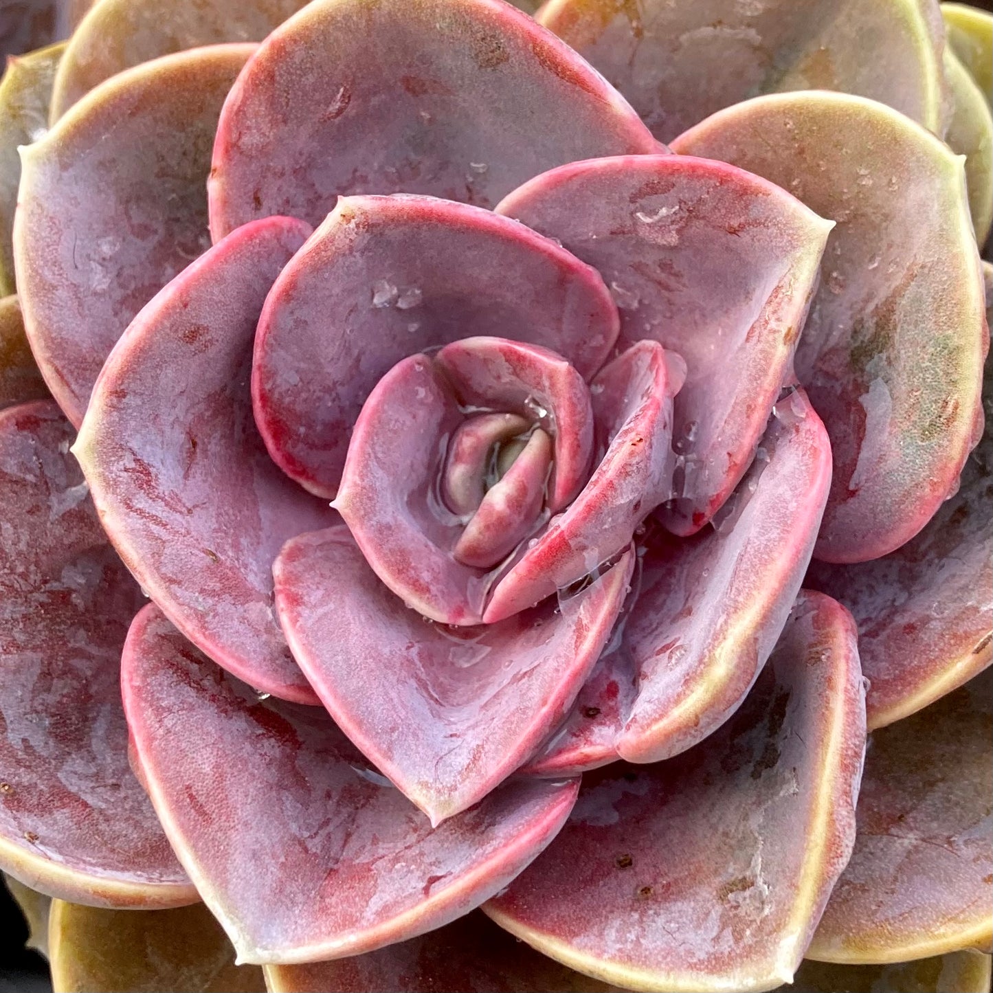 Echeveria Purple Pearl