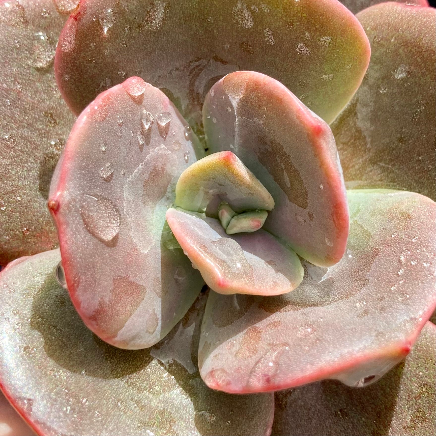 blue metal succulent Echeveria Blue Metal – Succulent Planet
