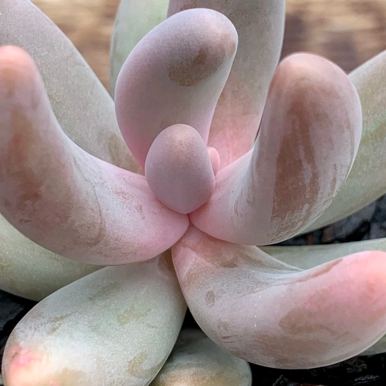 Pachyphytum ganzhou