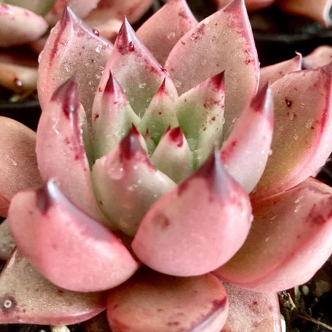 succulent romeo Echeveria agavoides Romeo hybrid – Succulent Planet
