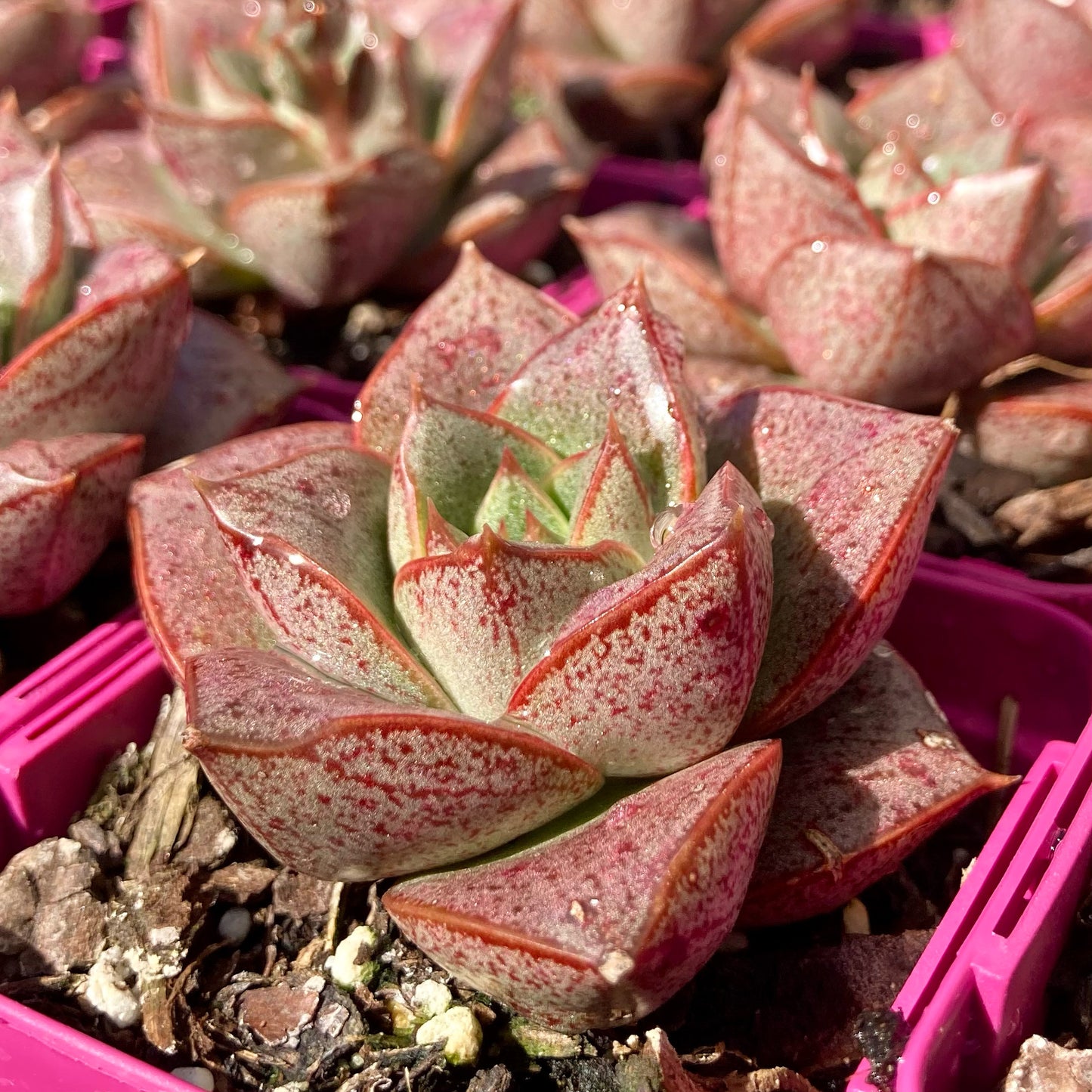 Echeveria dionysos