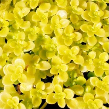 Sedum "Ogon"