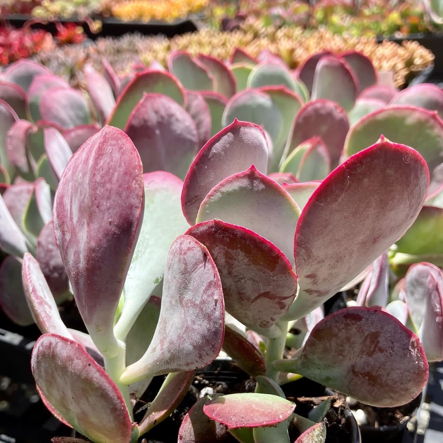 Cotyledon Karoo