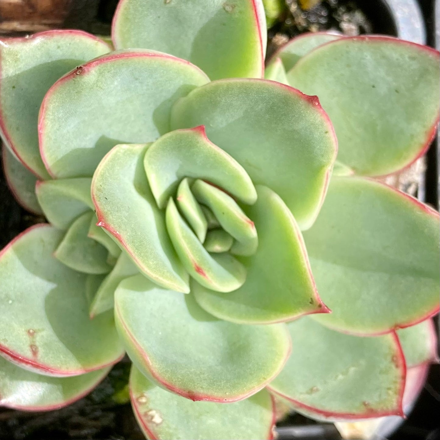 Echeveria Moon Gadnis