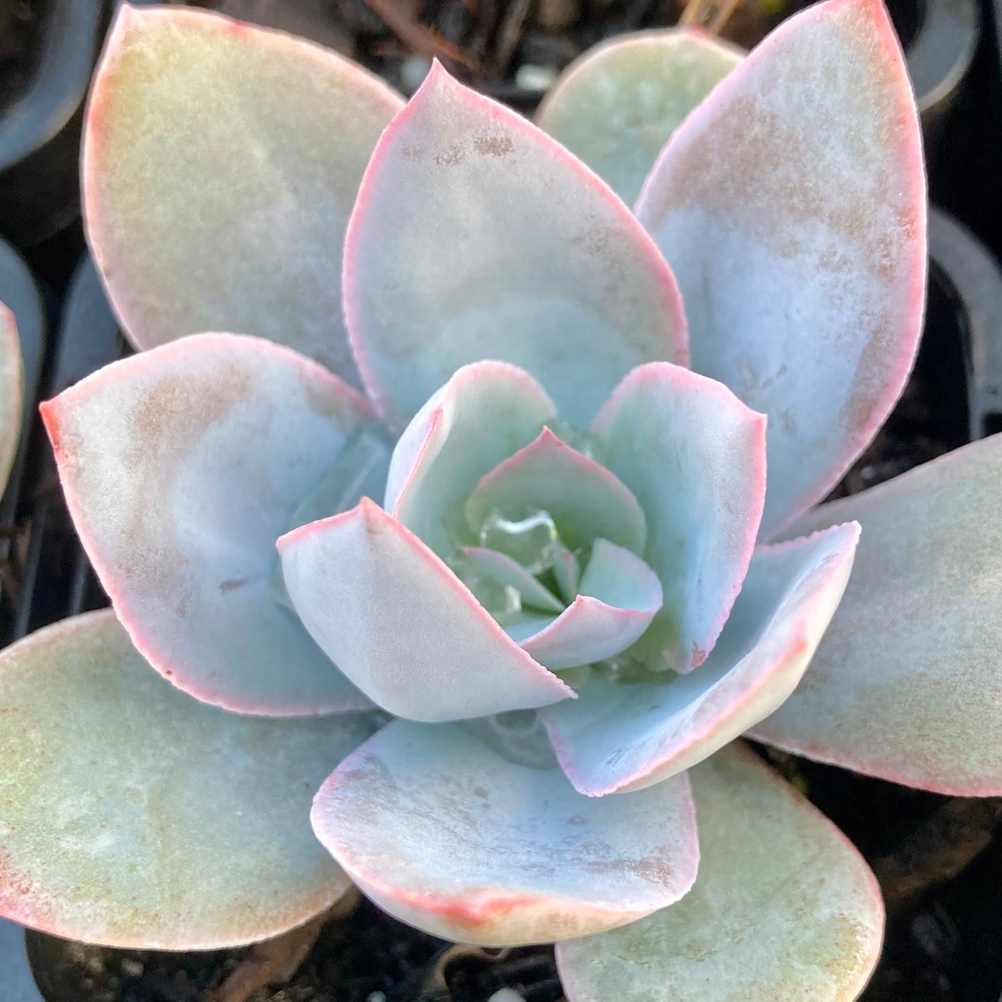 Echeveria Cante