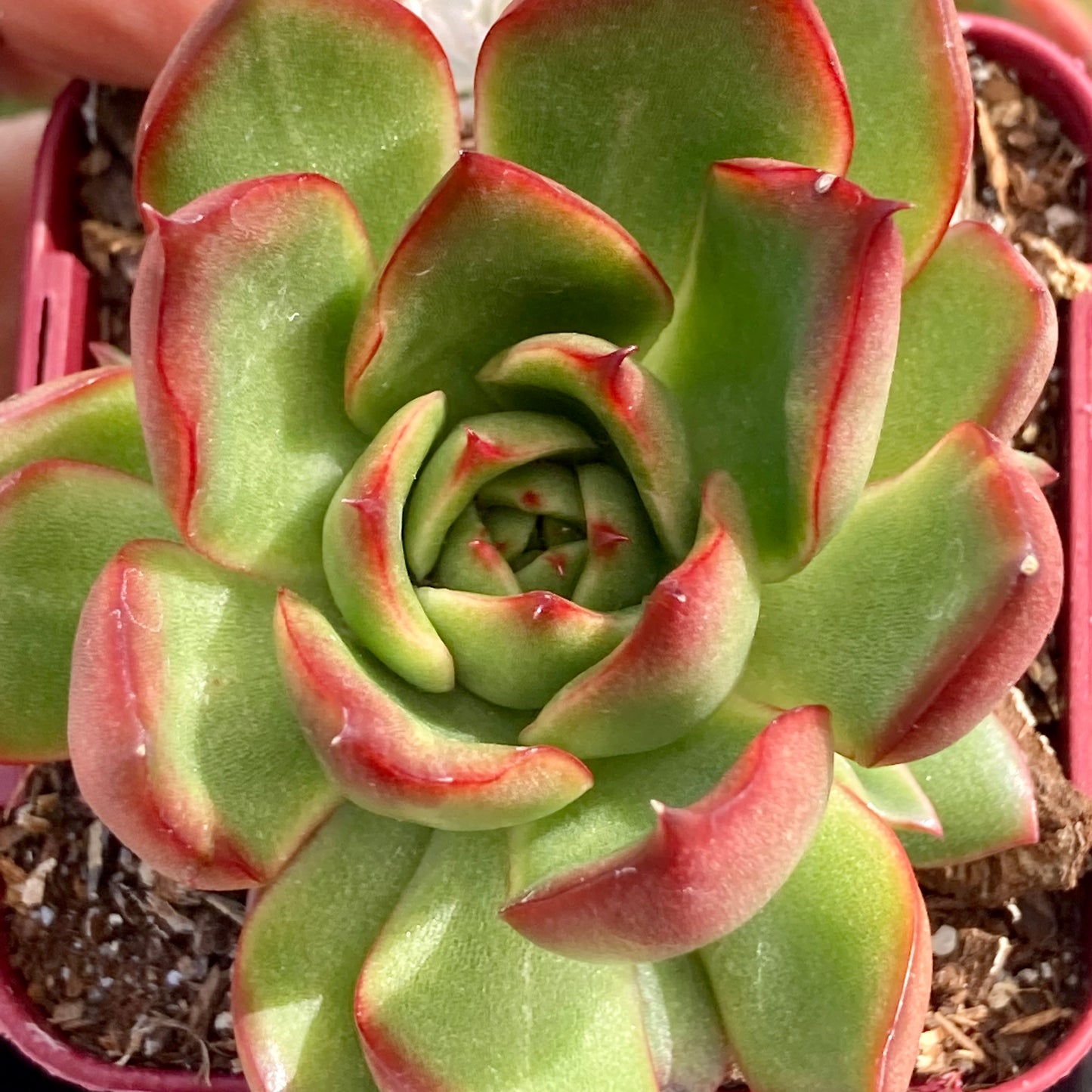 Echeveria Benimuseme