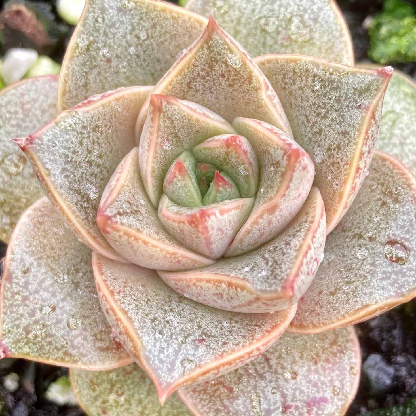 Echeveria dionysos