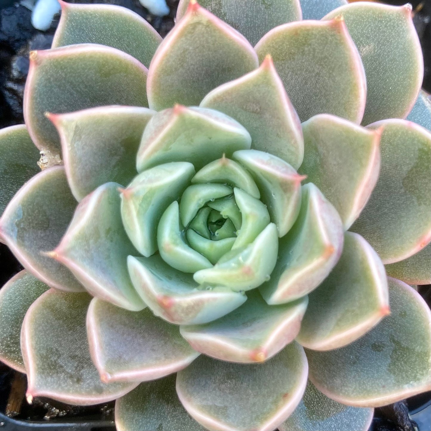 Echeveria Parks Pop Candy
