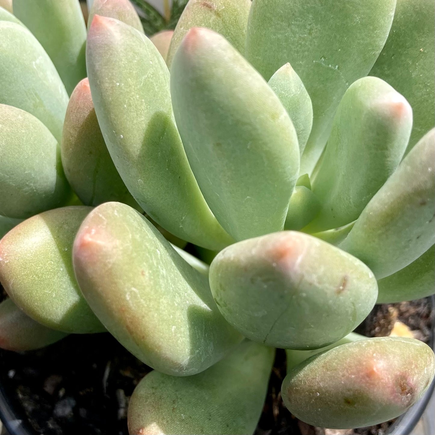 Pachyveria Dr Cornelius