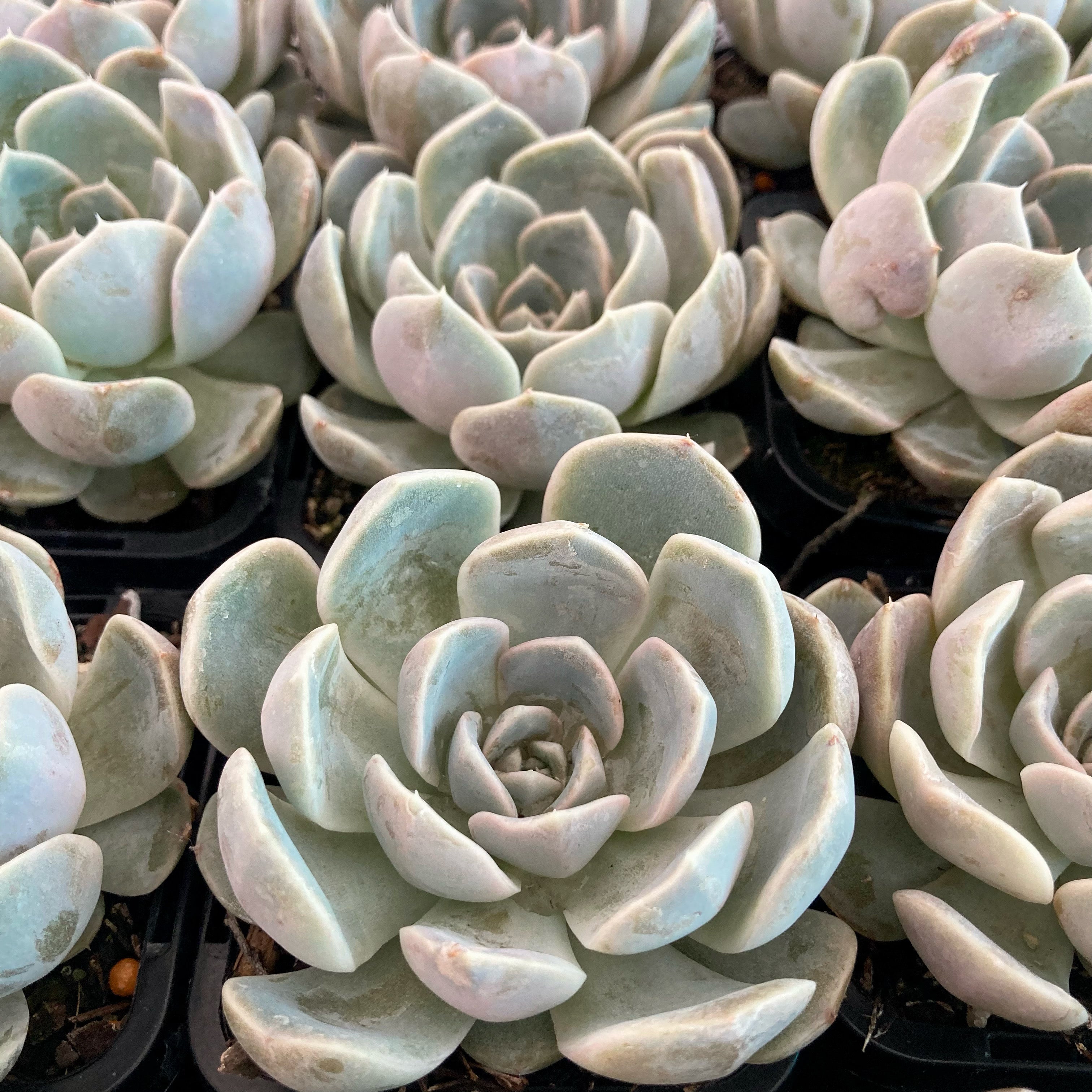 succulent burger Echeveria Tiny Burger – Succulent Planet