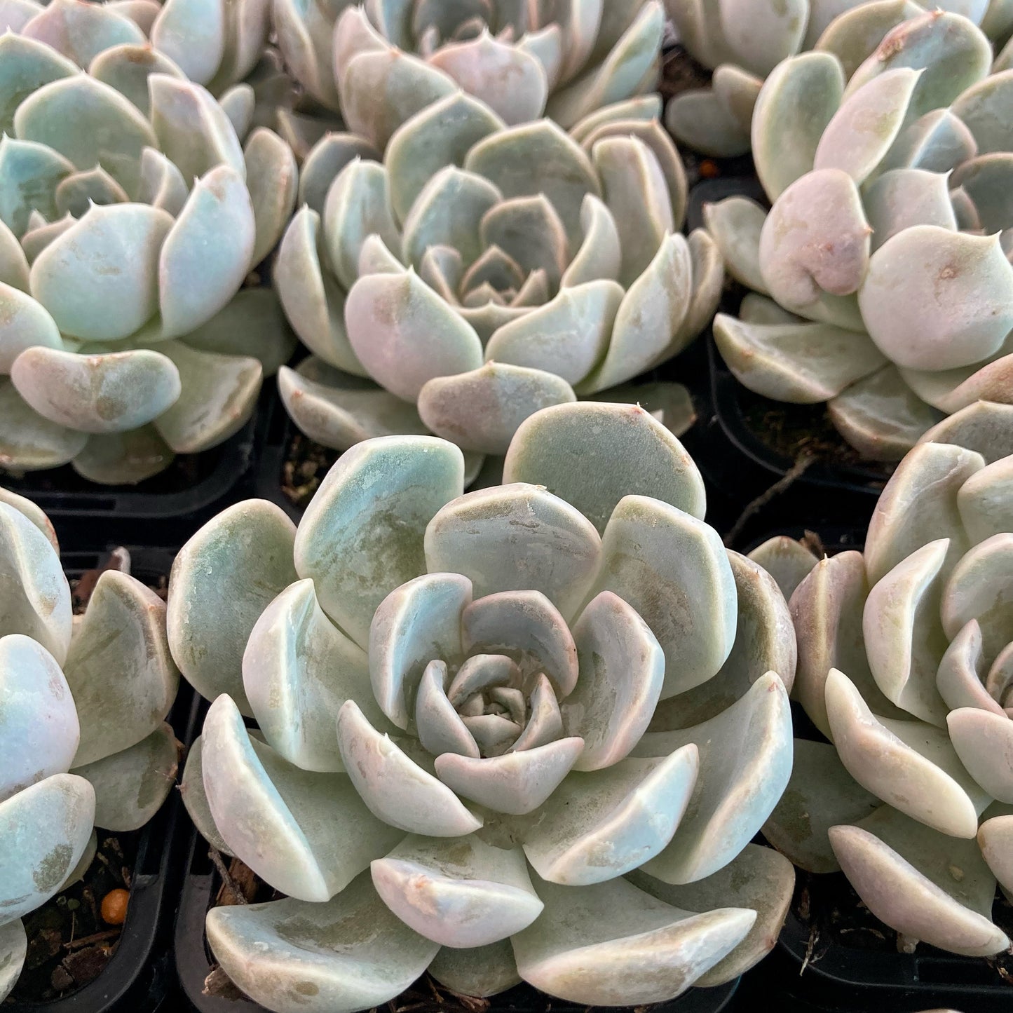 Echeveria Tiny Burger