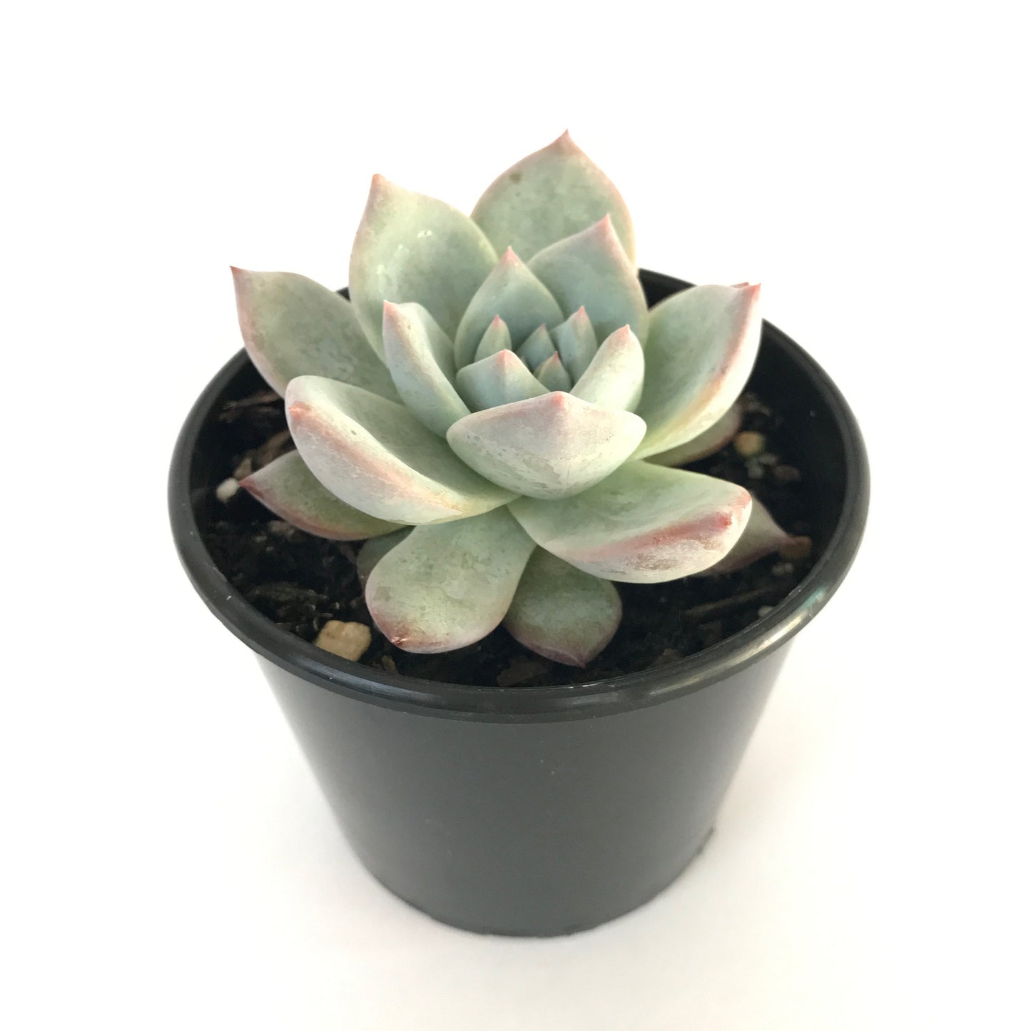 Echeveria blue bird
