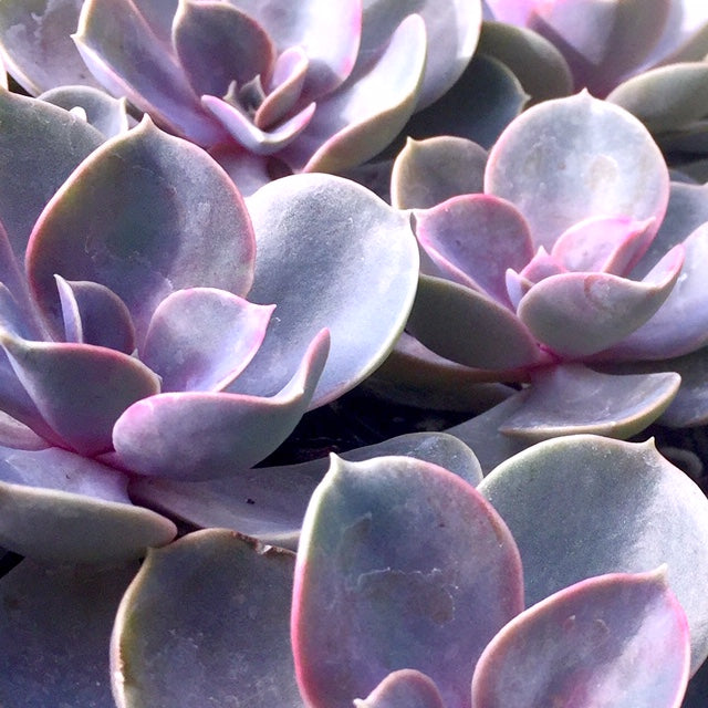 Echeveria perle von nurnberg