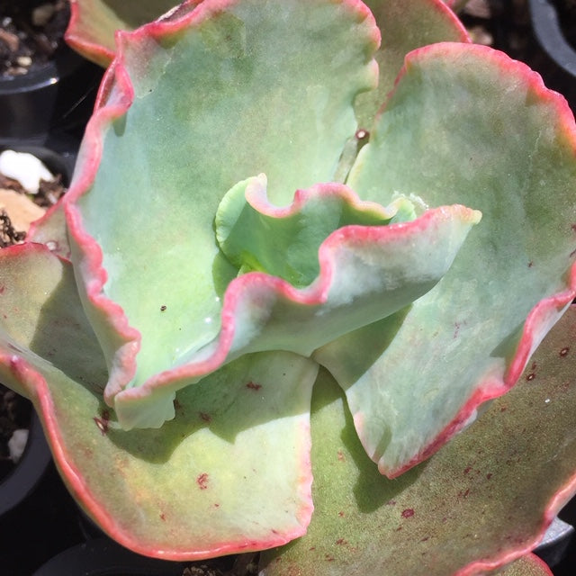 Echeveria crinoline