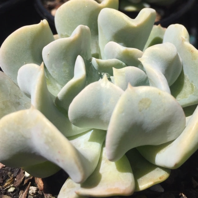 Echeveria topsy turvy