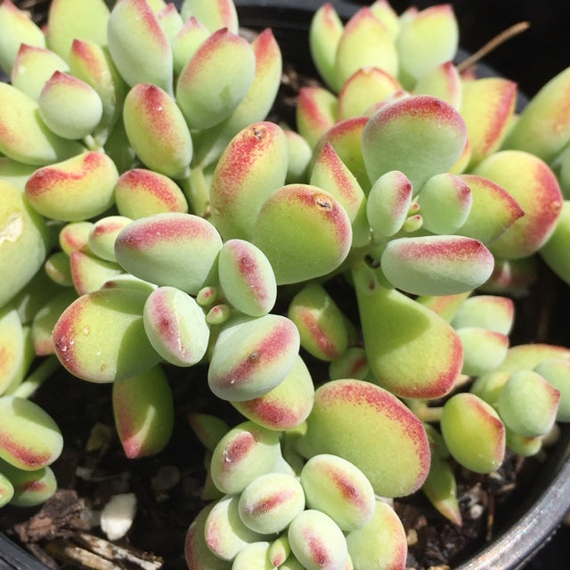 Cotyledon pendens