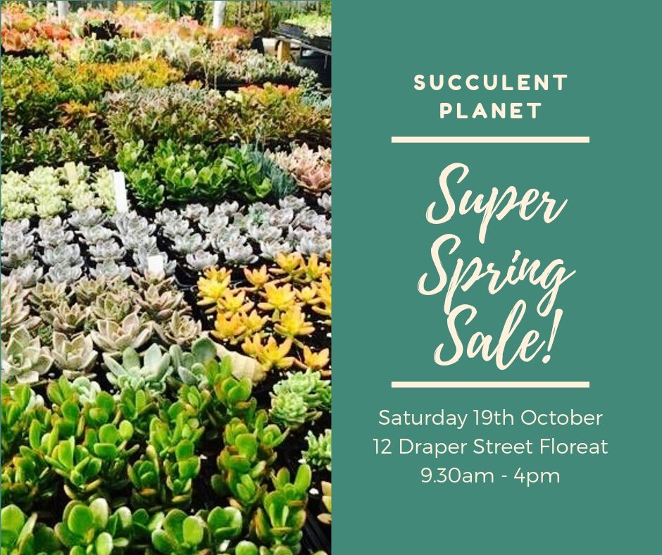 Succulent Pop Up Spring Sale