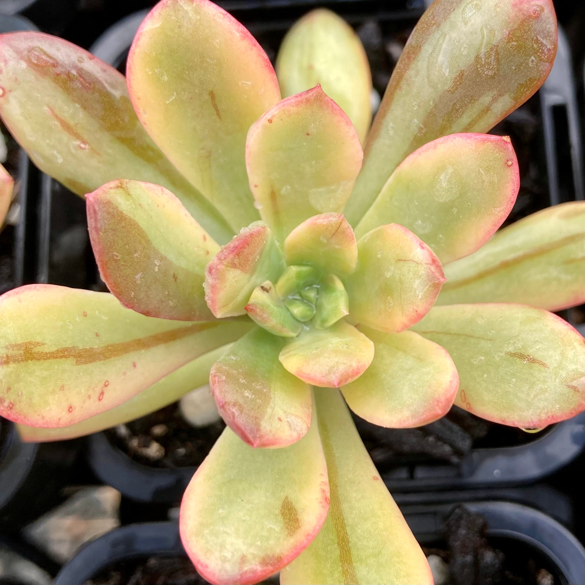golden nugget succulent care Echeveria Golden Nugget – Succulent Planet