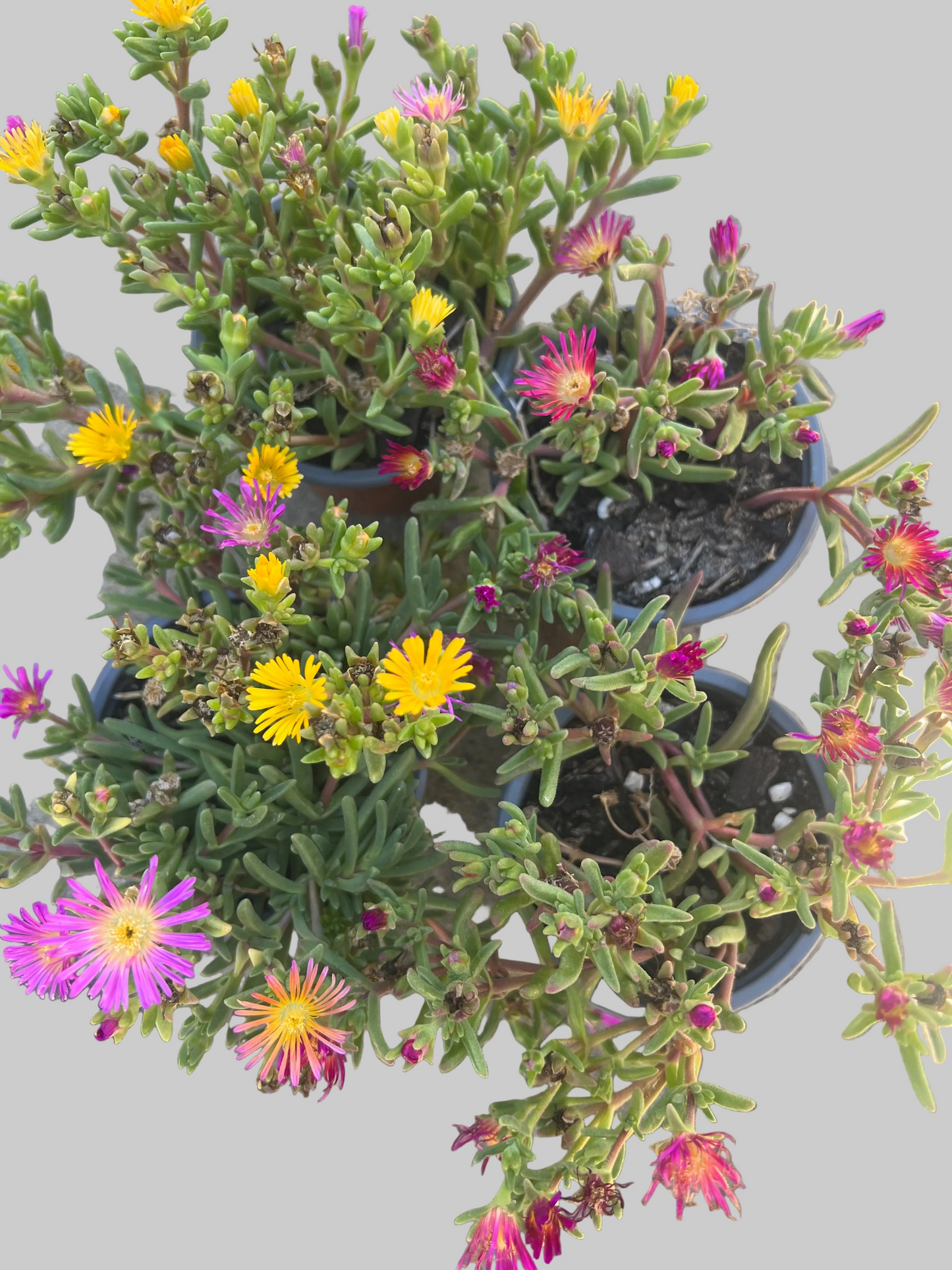 Delosperma , Ice Plant