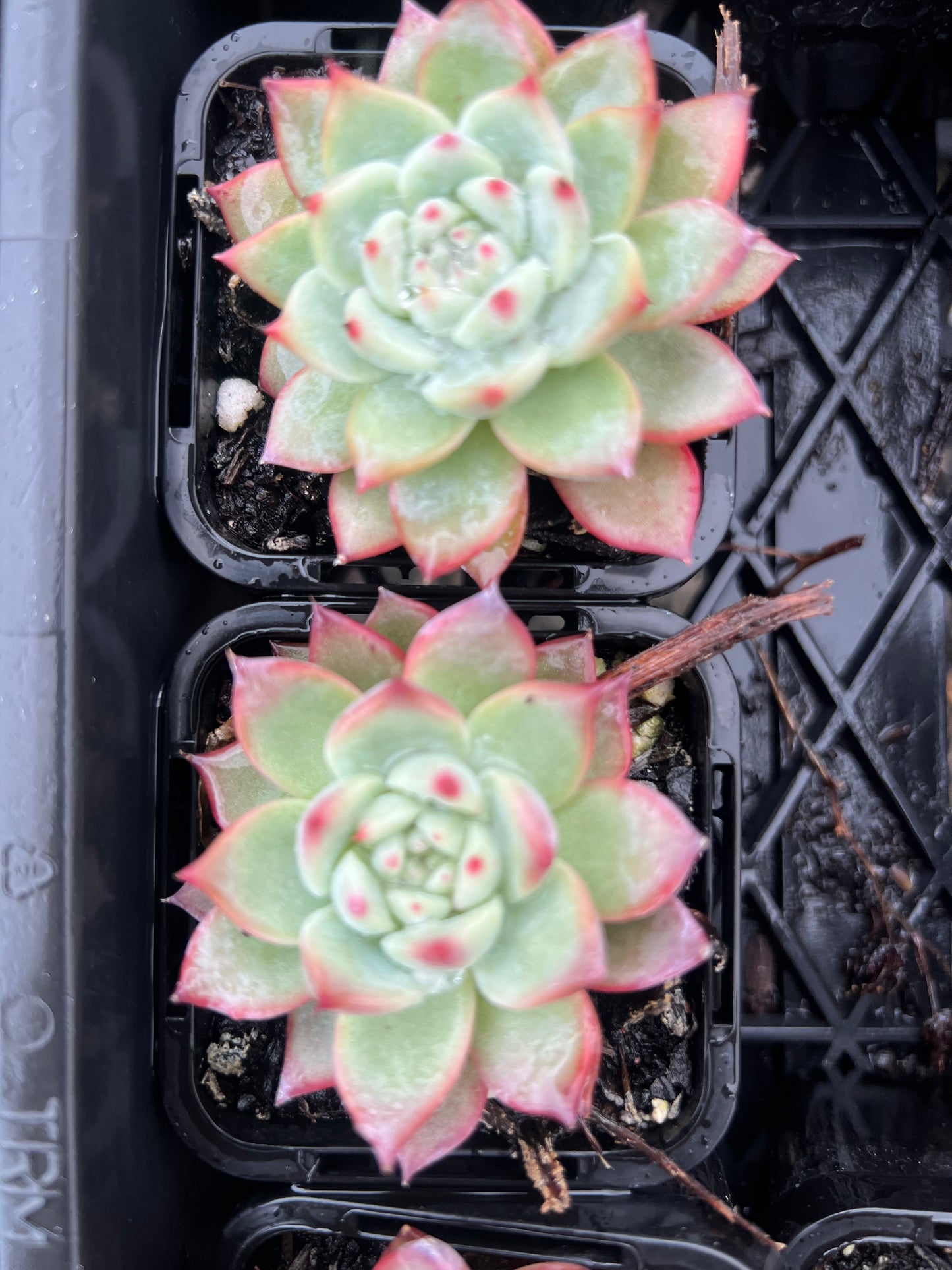 Echeveria Colorata var Lindsayana