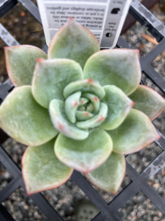 Echeveria Agaviodes White champagne