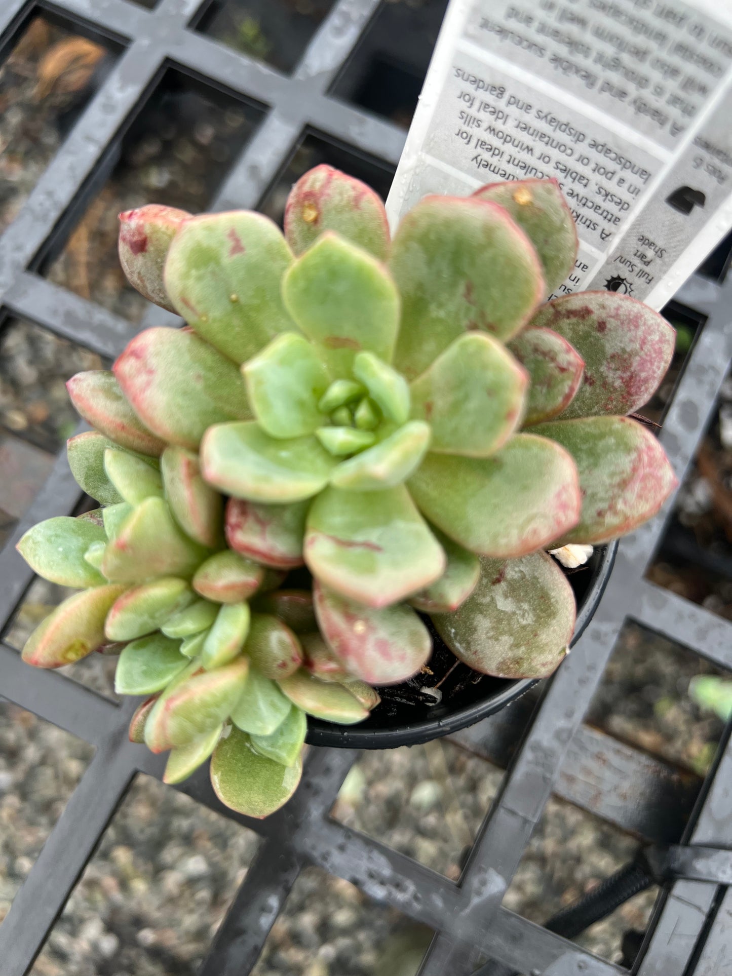 Echeveria Jelly Jam