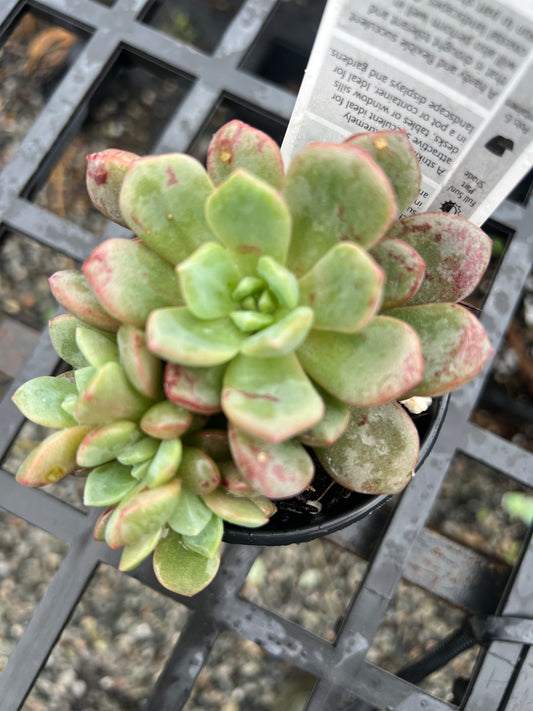Echeveria Jelly Jam