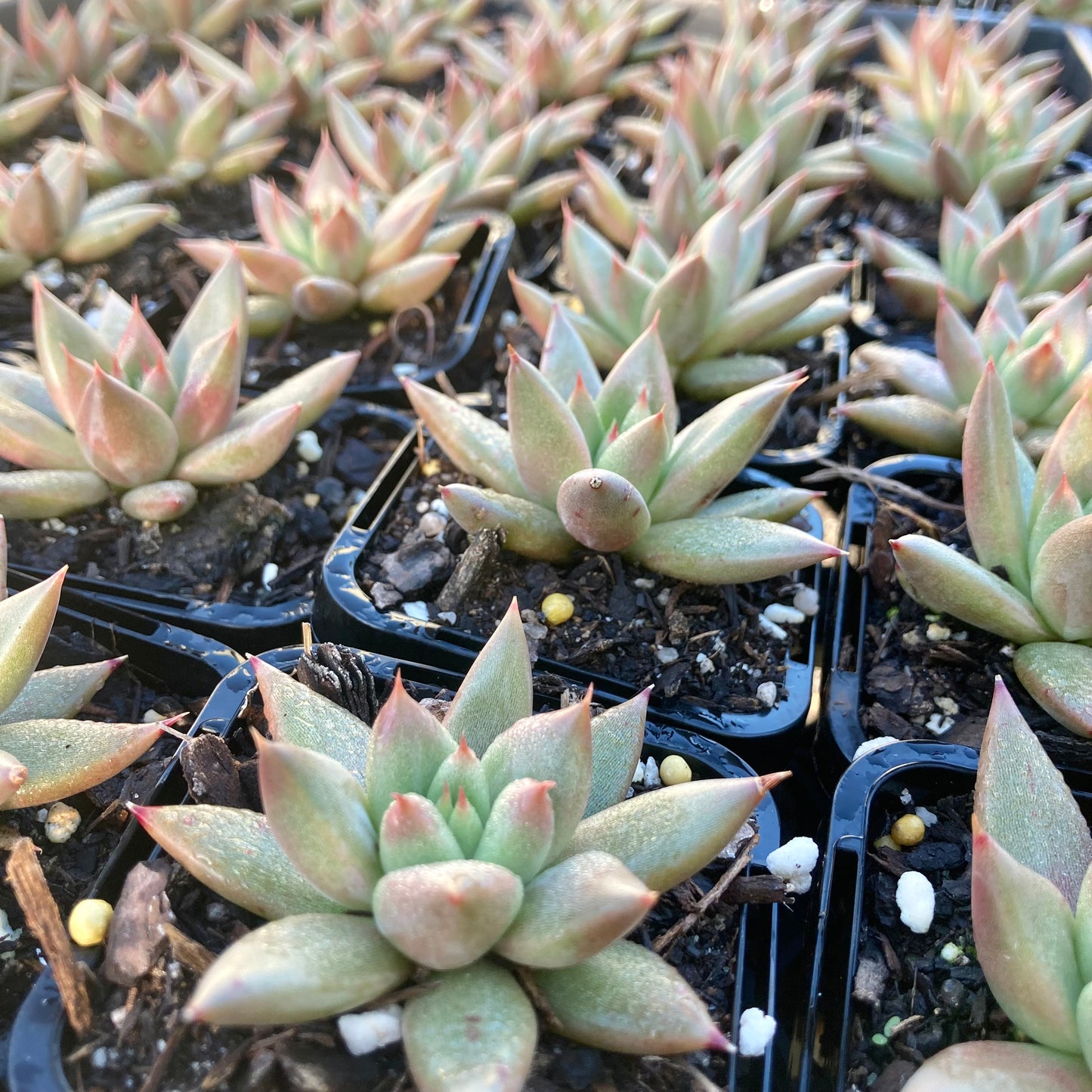 Echeveria Palpitation