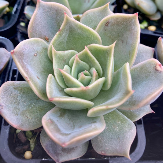 Echeveria Latte Rose