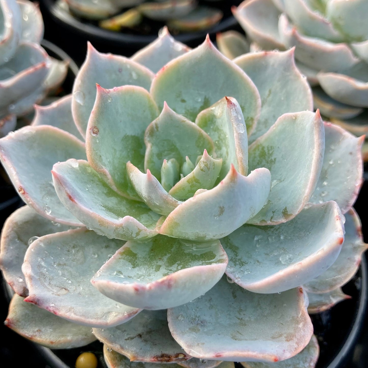 Echeveria Aspen