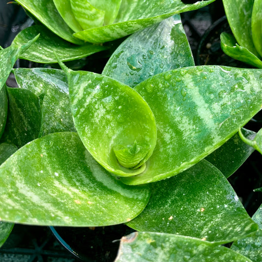 Sanseveria Star