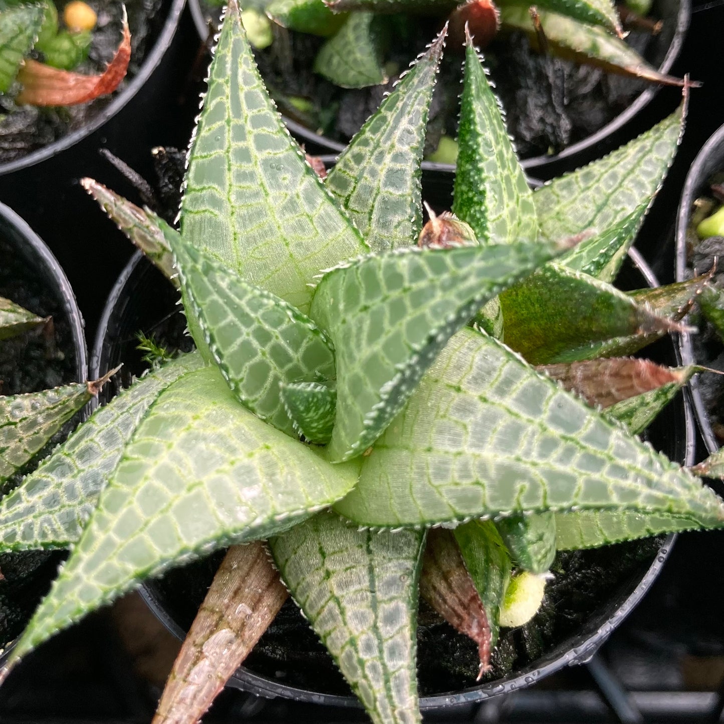 Haworthiopsis tessellata