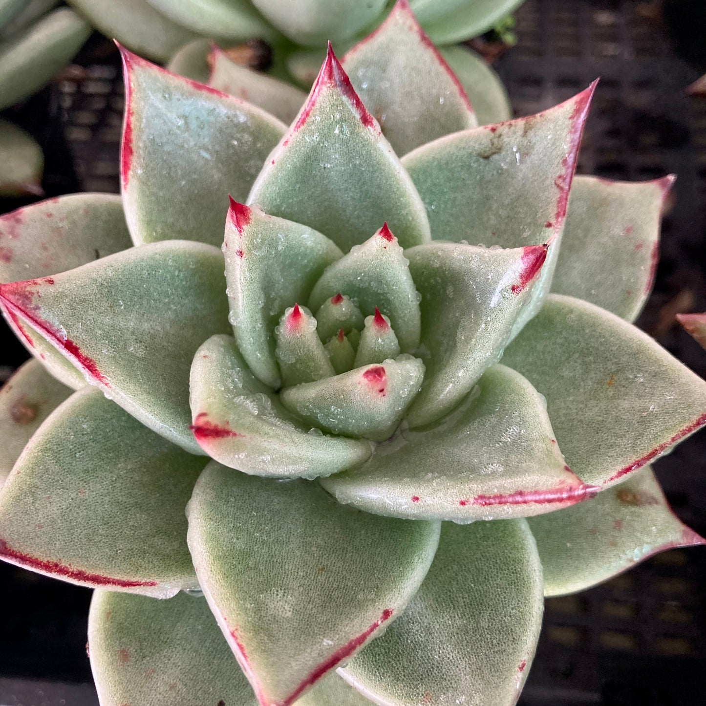 Echeveria agavoides Aquamarine