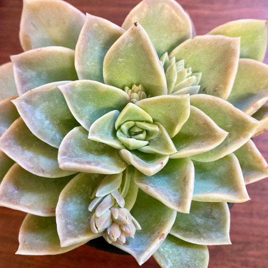 Graptoveria fantome