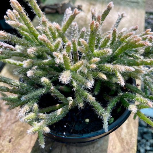 Rhipsalis pilocarpa