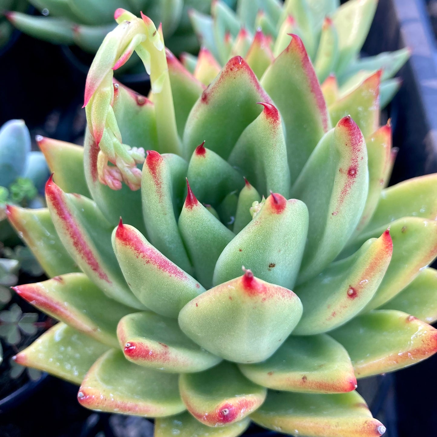 Echeveria agavoides Ike Soul