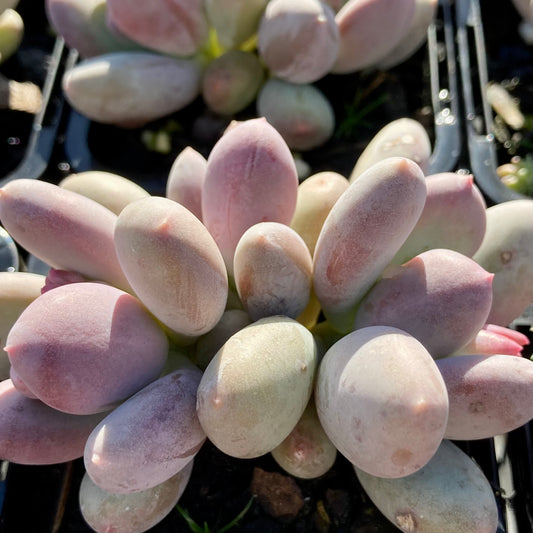 Graptopetalum Lavender Pebbles