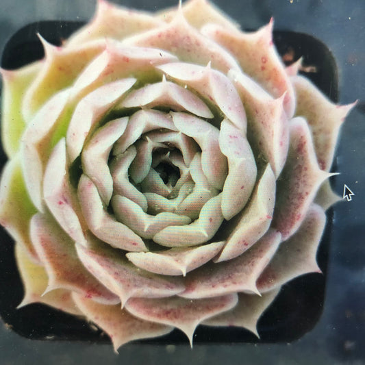 Echeveria Simulans Laguna Sanchez