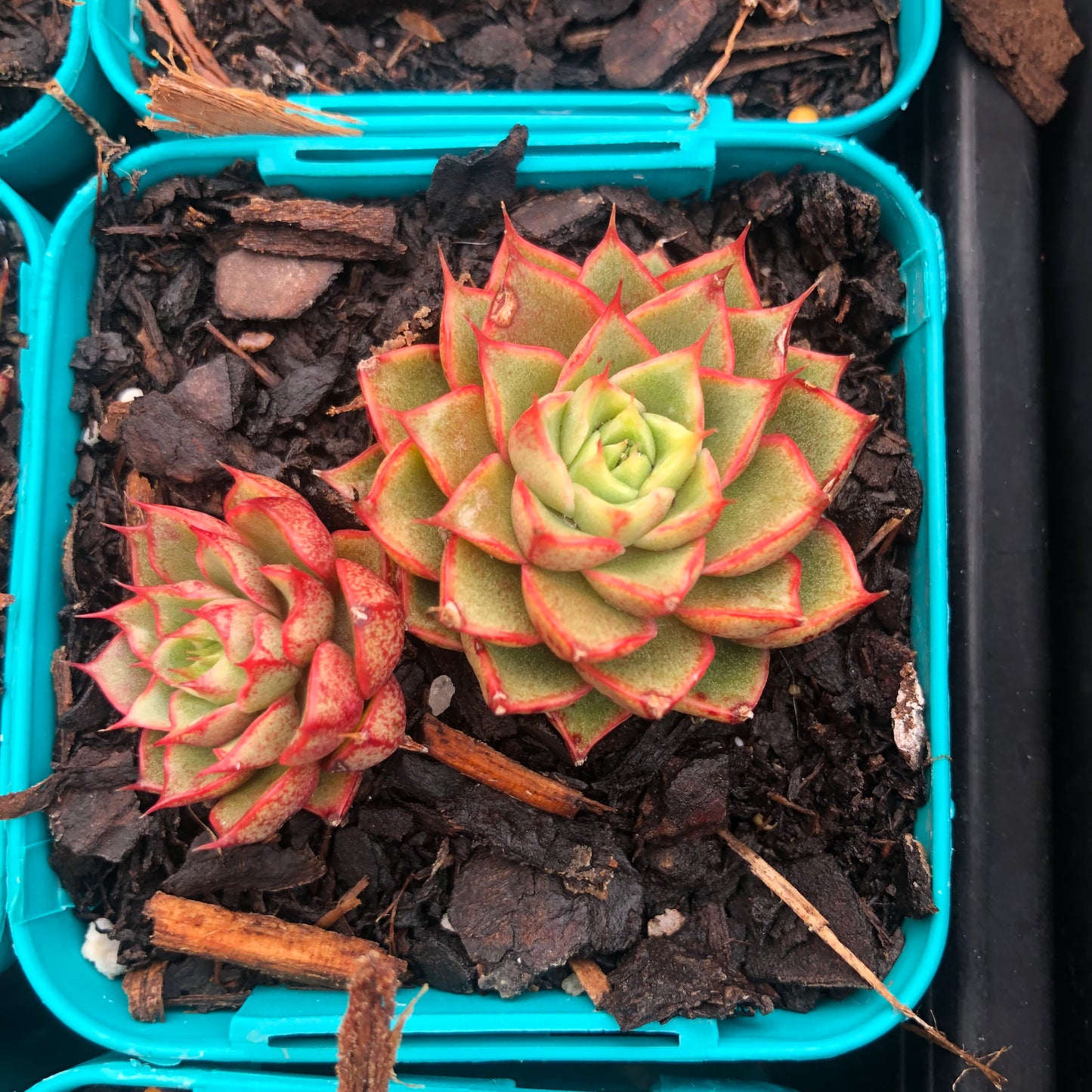 Echeveria Longissima XS