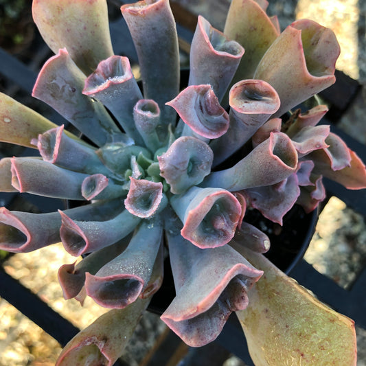 Graptoveria pinkie trumpet