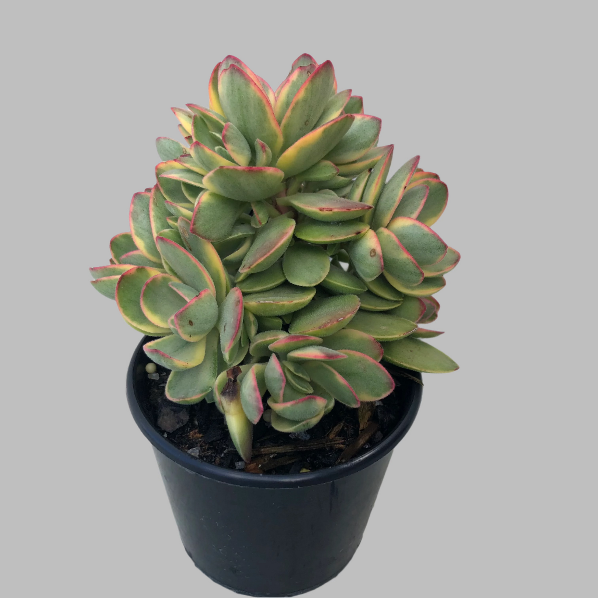 moneymaker succulent Crassula money maker – Succulent Planet