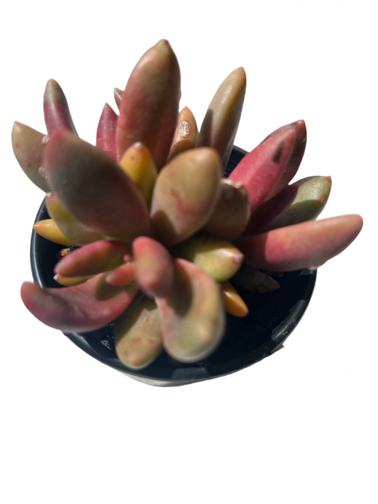 Graptoveria Flambau
