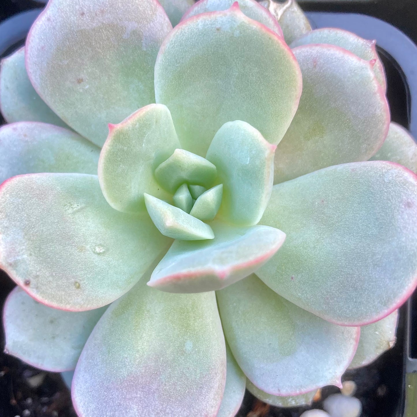 Echeveria Subcorymbosa Lau